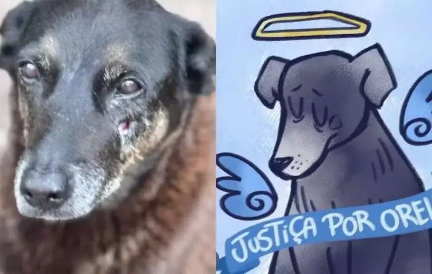 URGENTE: Polícia Civil de SC deflagra operação contra suspeitos pela morte do cão Orelha